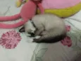 Cléo