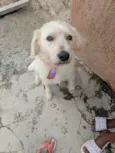 Chiquinho