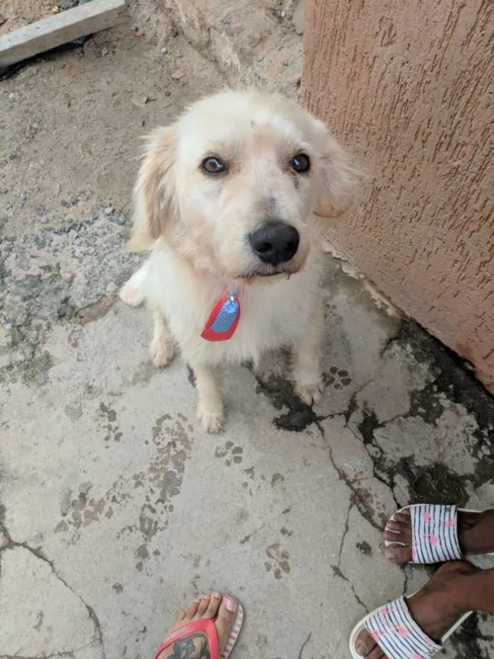 Cachorro raça Vira lata idade 1 ano nome Chiquinho