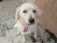 Chiquinho