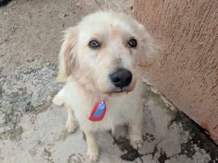 Cachorro raça Vira lata idade 1 ano nome Chiquinho