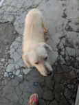 Chiquinho