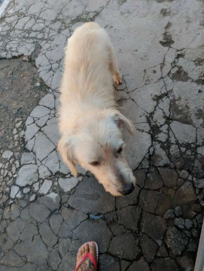 Cachorro raça Vira lata idade 1 ano nome Chiquinho