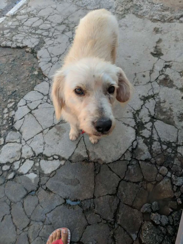 Cachorro raça Vira lata idade 1 ano nome Chiquinho