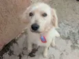 Chiquinho