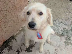 Cachorro raça Vira lata idade 1 ano nome Chiquinho