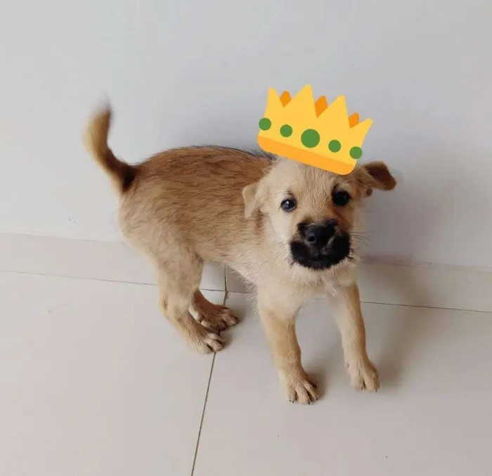 Cachorro ra a Srd idade 2 a 6 meses nome Fernanda