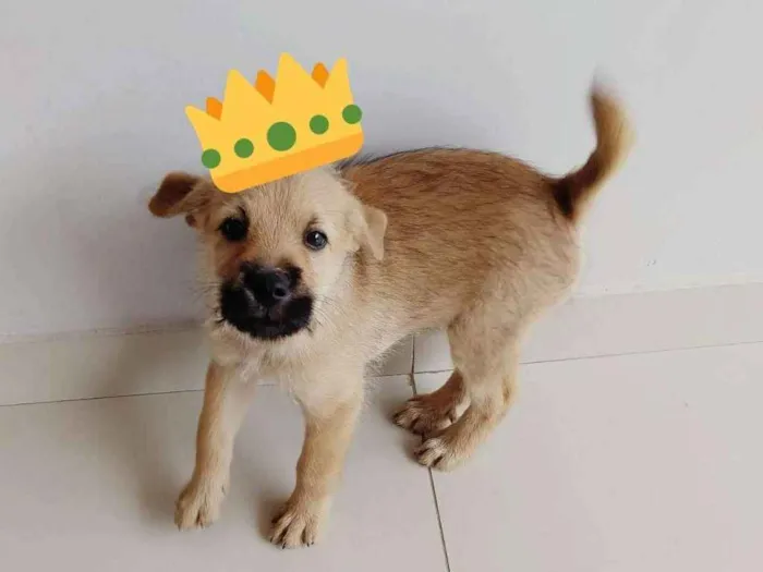 Cachorro ra a Srd idade 2 a 6 meses nome Fernanda