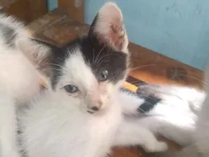 Gato raça SRD idade 2 a 6 meses nome Shake