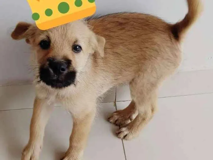 Cachorro ra a Srd idade 2 a 6 meses nome Fernanda