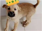 Cachorro raça Srd idade 2 a 6 meses nome Fernanda