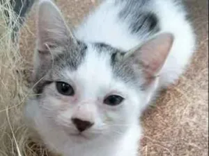 Gato raça SRD idade 2 a 6 meses nome Valente