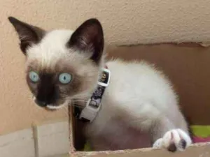 Gato raça srd idade 2 a 6 meses nome Cléo