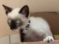 Cléo