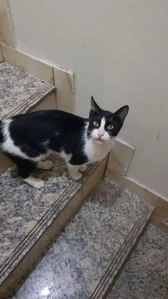 Gato ra a Sem raça definida  idade 7 a 11 meses nome Arya 