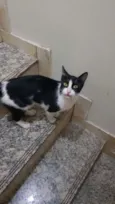 Arya