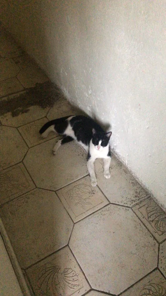 Gato ra a Sem raça definida  idade 7 a 11 meses nome Arya 