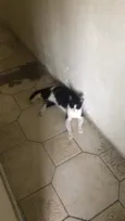 Arya