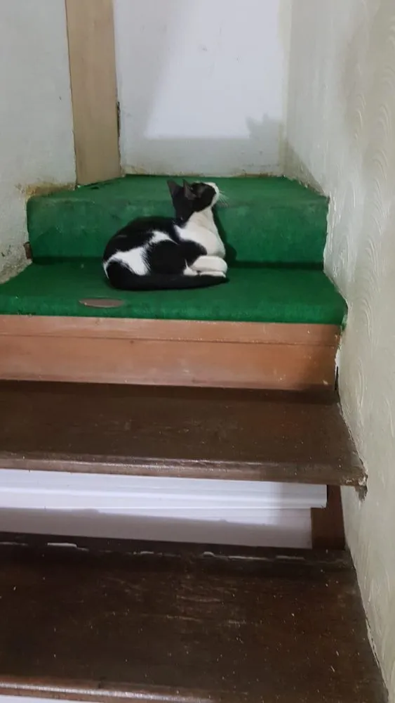 Gato ra a Sem raça definida  idade 7 a 11 meses nome Arya 