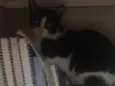 Arya