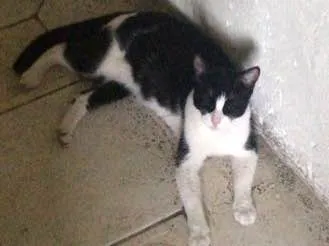 Gato ra a Sem raça definida  idade 7 a 11 meses nome Arya 