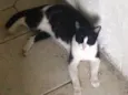 Arya