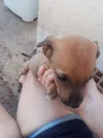 Caramelo