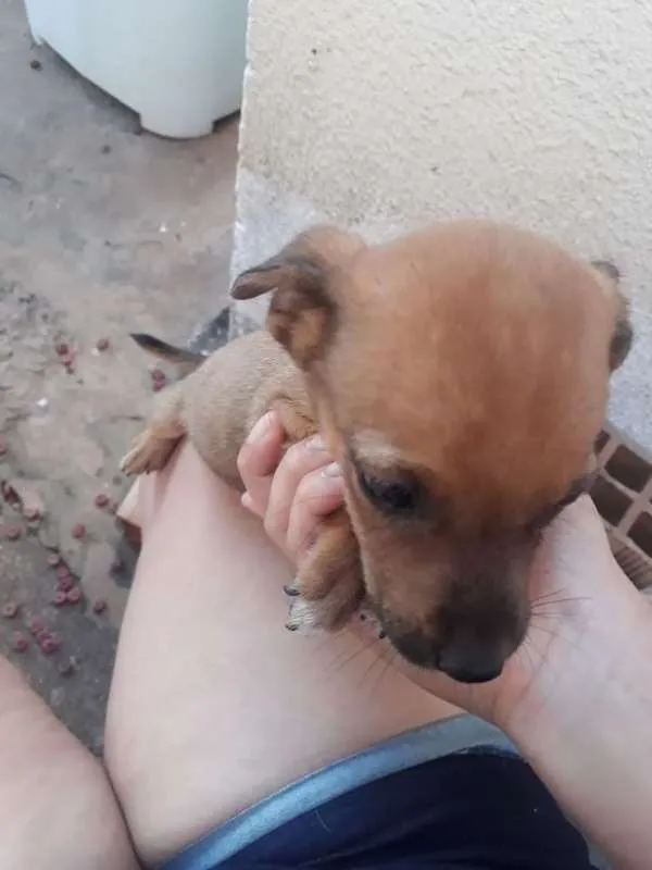 Cachorro ra a indefinida idade Abaixo de 2 meses nome Caramelo
