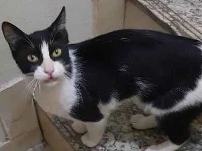 Gato ra a Sem raça definida  idade 7 a 11 meses nome Arya 