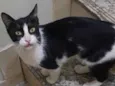 Arya