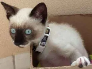 Gato raça SRD idade 2 a 6 meses nome Cléo