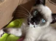 Cléo