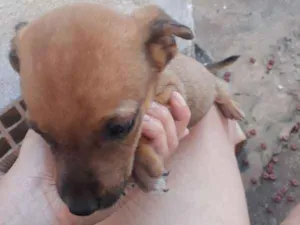 Cachorro raça indefinida idade Abaixo de 2 meses nome Caramelo