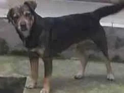 Cachorro raça Vira lata  idade  nome Tobi