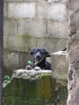 Tchu e Amora
