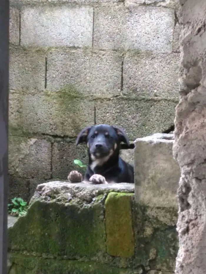 Cachorro ra a Indefinida idade 7 a 11 meses nome Tchu e Amora