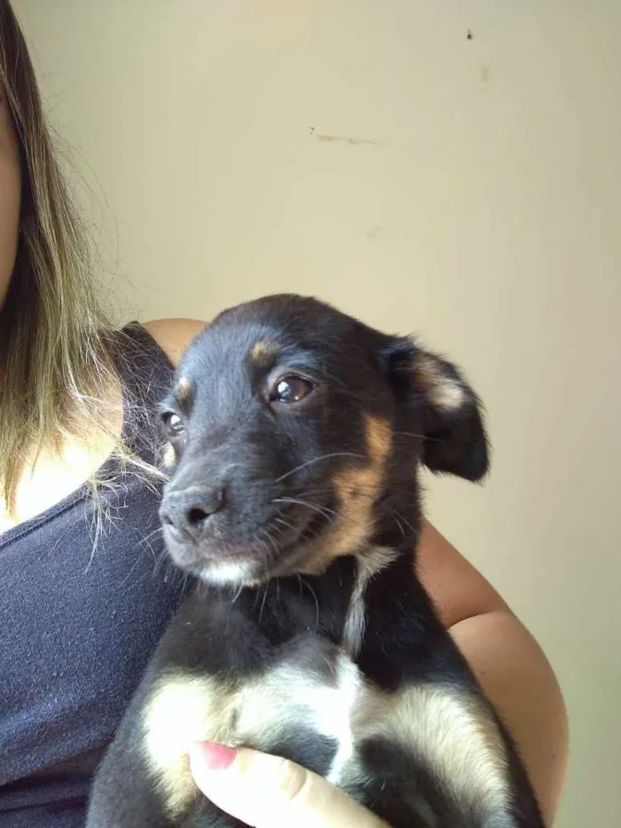Cachorro ra a Indefinida idade 7 a 11 meses nome Tchu e Amora