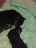 Tchu e Amora