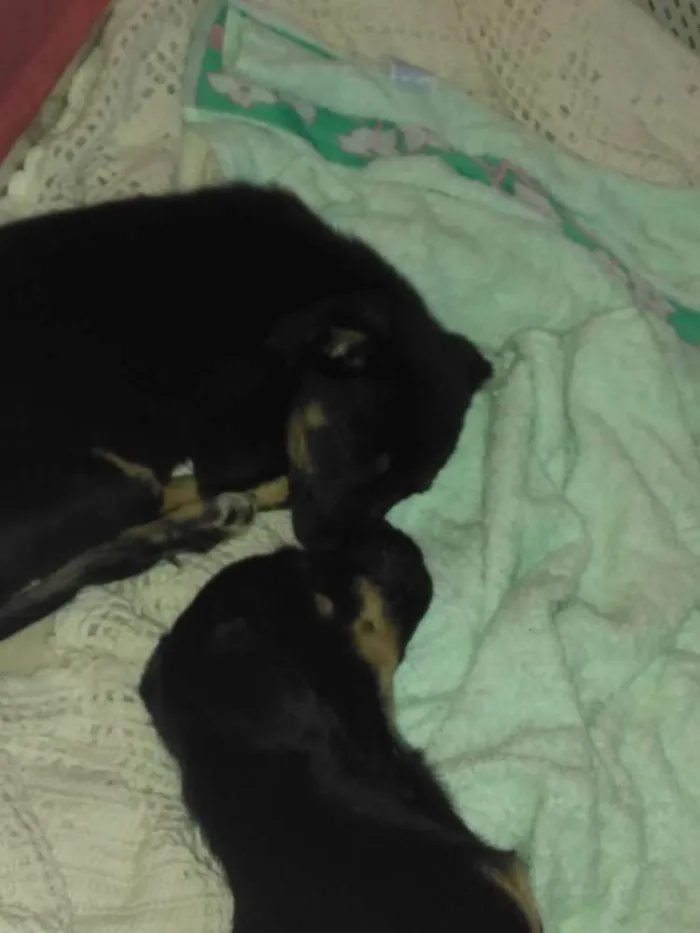 Cachorro ra a Indefinida idade 7 a 11 meses nome Tchu e Amora