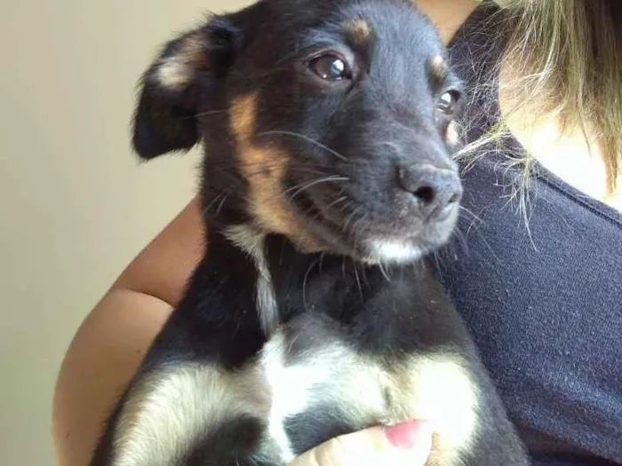 Cachorro ra a Indefinida idade 7 a 11 meses nome Tchu e Amora