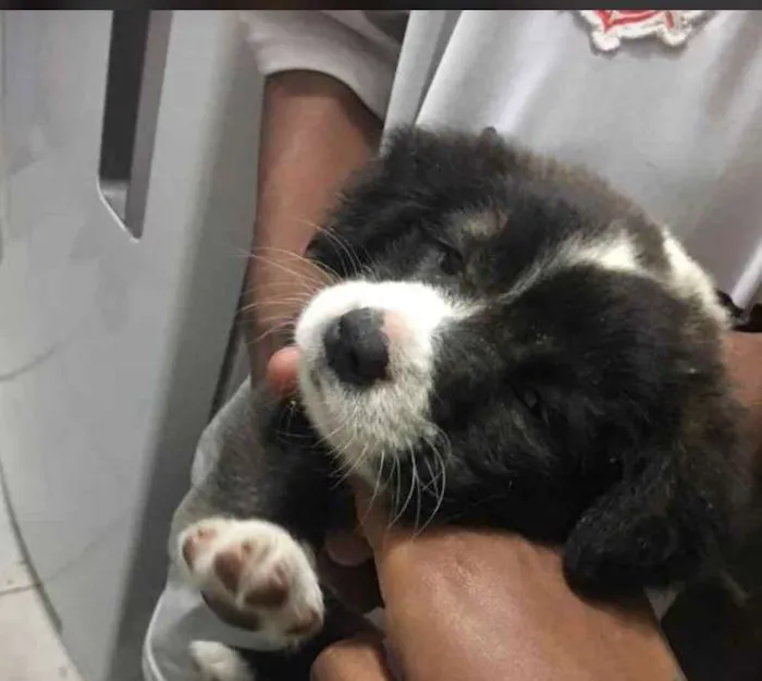 Cachorro ra a Sem raça idade 2 a 6 meses nome Sem nome