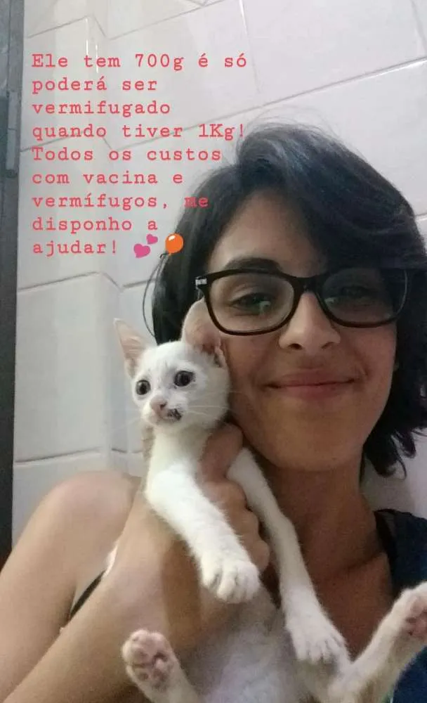 Gato ra a De rua idade Abaixo de 2 meses nome Costelinha