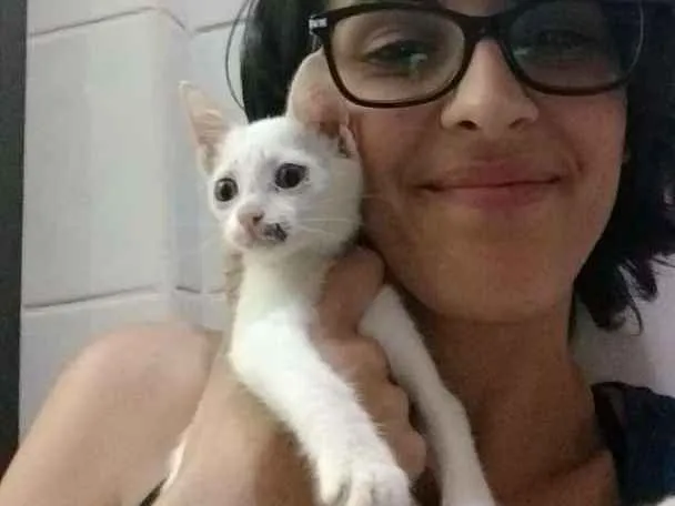 Gato ra a De rua idade Abaixo de 2 meses nome Costelinha