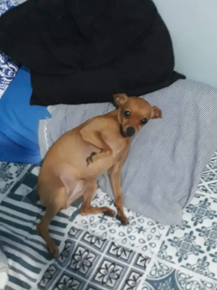 Cachorro raça Pinscher idade 3 anos nome Amora