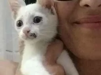 Gato ra a De rua idade Abaixo de 2 meses nome Costelinha