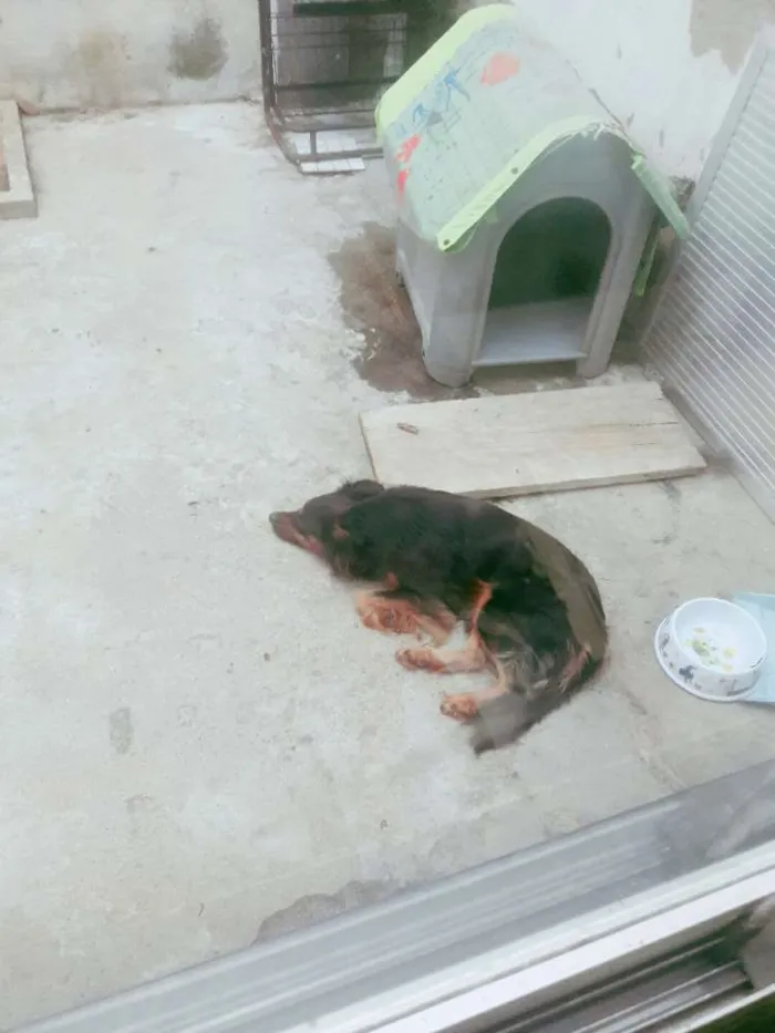 Cachorro ra a Srd  idade 4 anos nome Pele