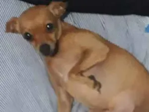 Cachorro raça Pinscher idade 3 anos nome Amora
