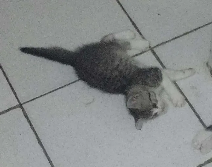 Gato ra a  idade 2 a 6 meses nome Simba