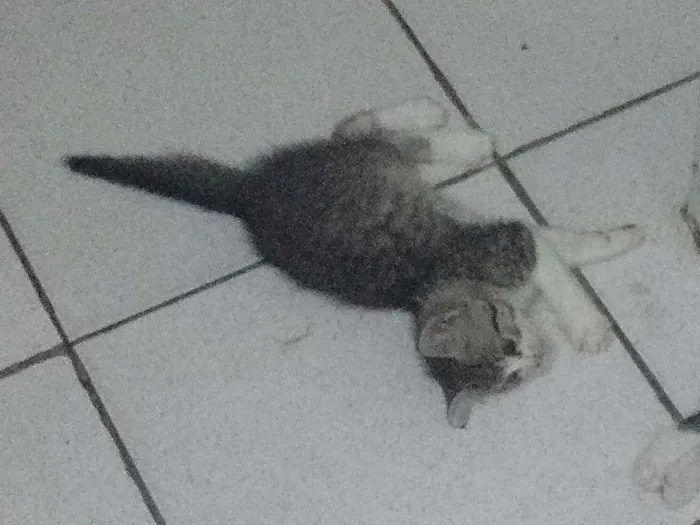 Gato ra a  idade 2 a 6 meses nome Simba