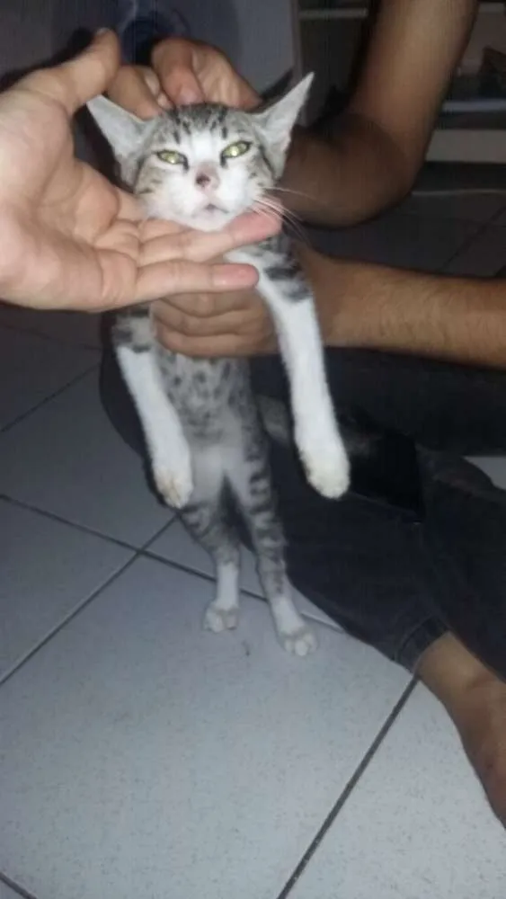Gato ra a  idade 2 a 6 meses nome Simba